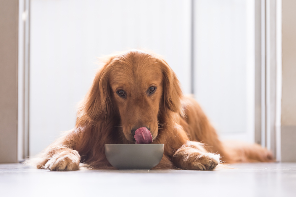 Vælg det rigtige hundefoder til din hund