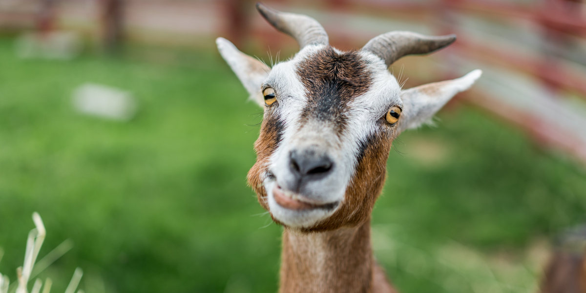 Har tjent cirka en halv million kroner på videochats med geder