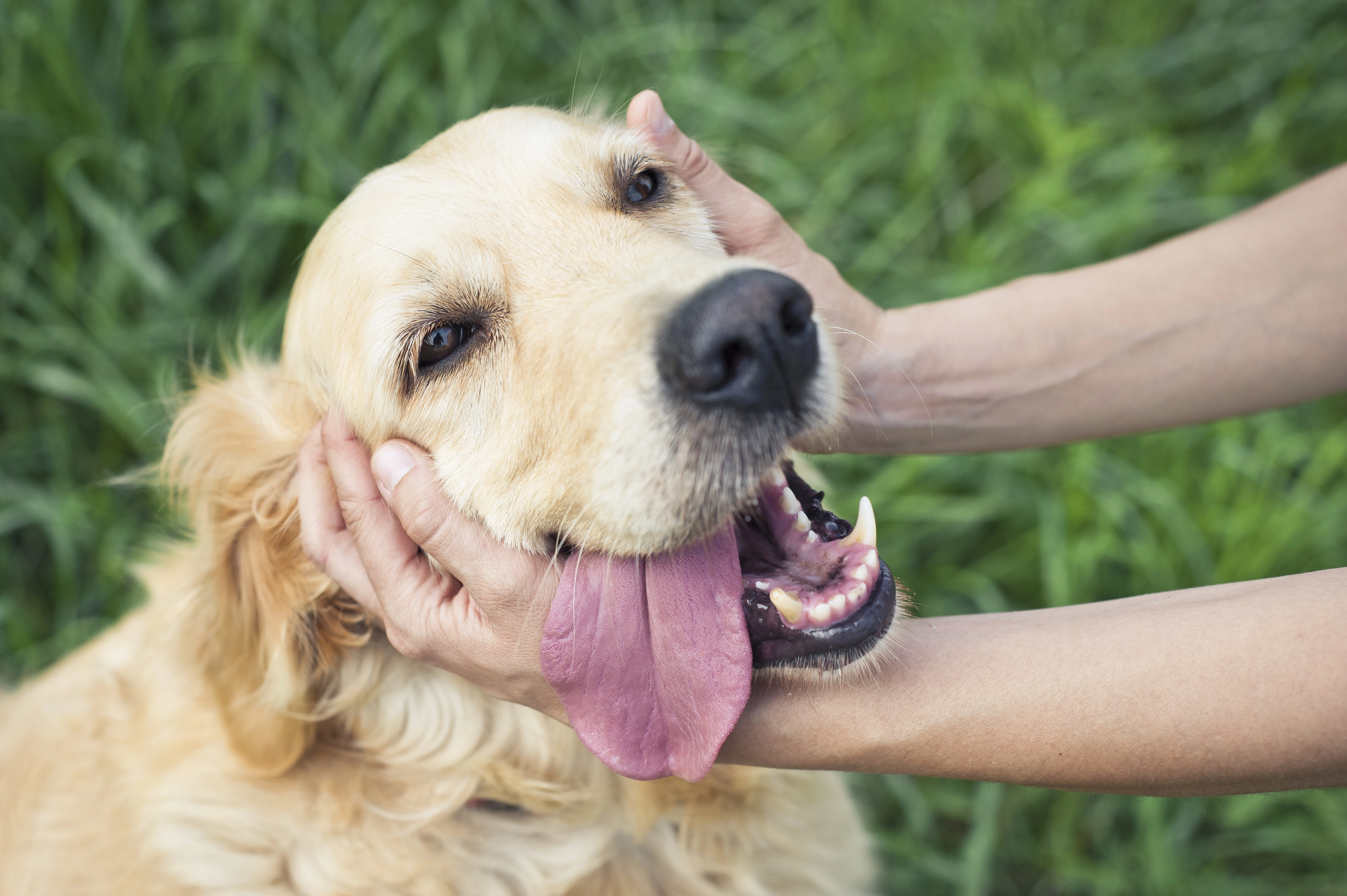 De fleste gør det, men nu advarer ekspert: Du skader din hund ved at forkæle den med denne godbid