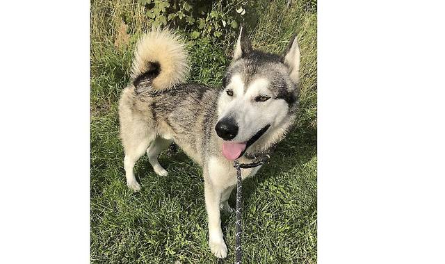 Hjælp med at finde hundens ejer: Siberian Husky risikerer aflivning