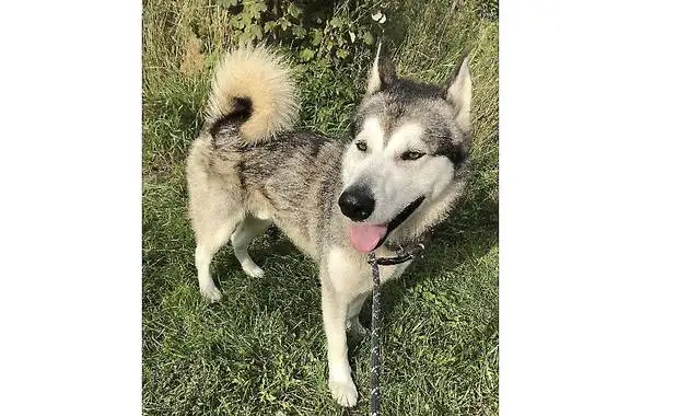 Hjælp med at finde hundens ejer: Siberian Husky risikerer aflivning