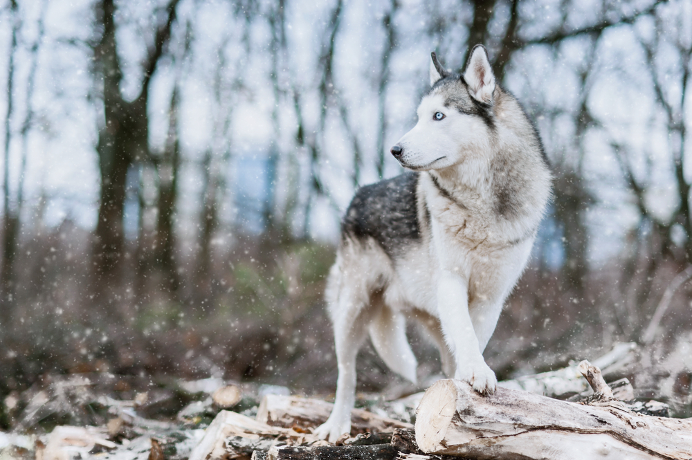 Siberian Husky