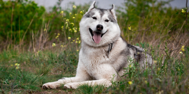 Politiet efterlyser ejeren af hund