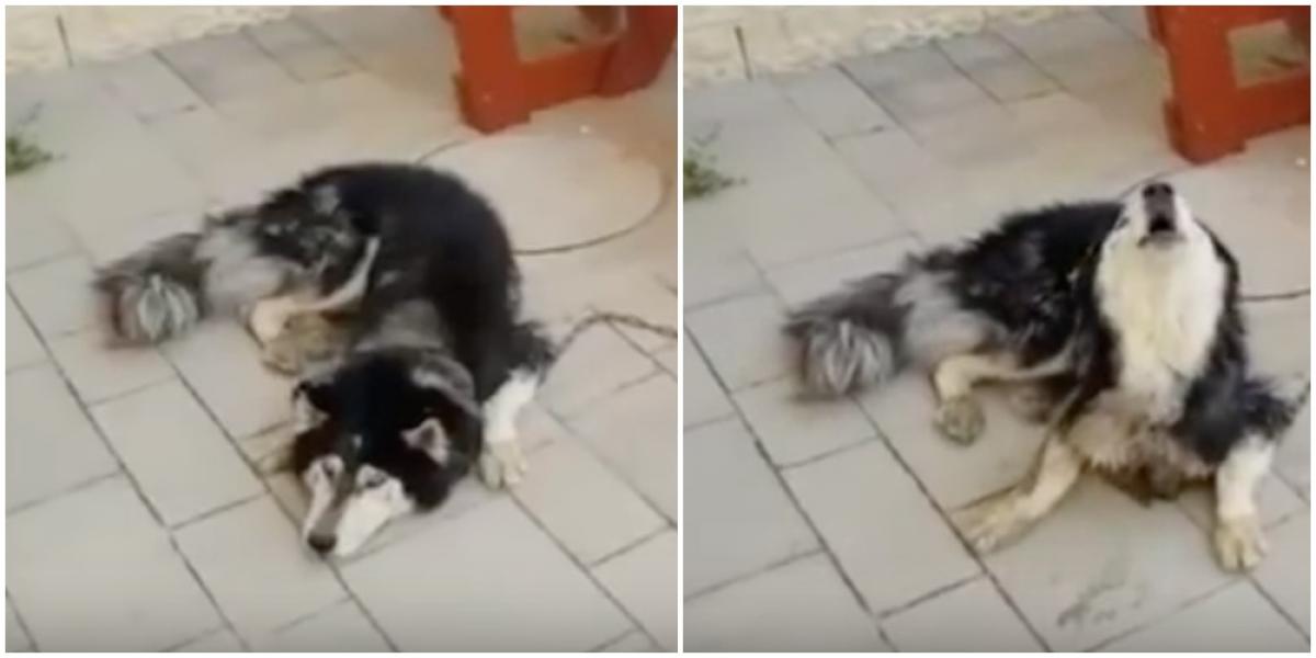 Efterladt hund blev fundet af politi: Nu griner alle af ejerens geniale trick, der fik hunden til reagere
