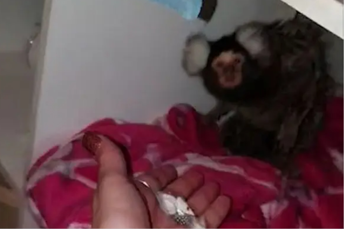 Kvinde anholdt for dyremishandling: Tilbød eksotisk dyr narkotika