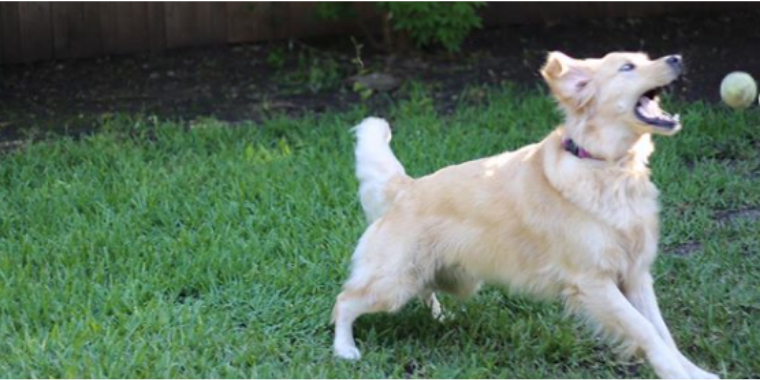 Golden Retriever med tydelig genfejl er et hit på internettet: Folk er vilde med Enzo