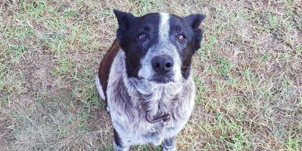 17 år gammel hund hyldet af politiet: Da betjente så, hvad hunden havde fundet, gjorde de store øjne