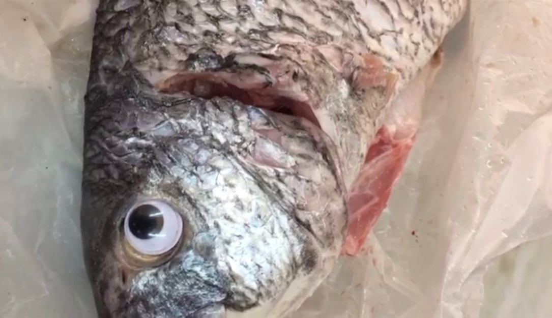 Kunde gjorde chokerende opdagelse i fiskehandel: Nu er butikken blevet lukket