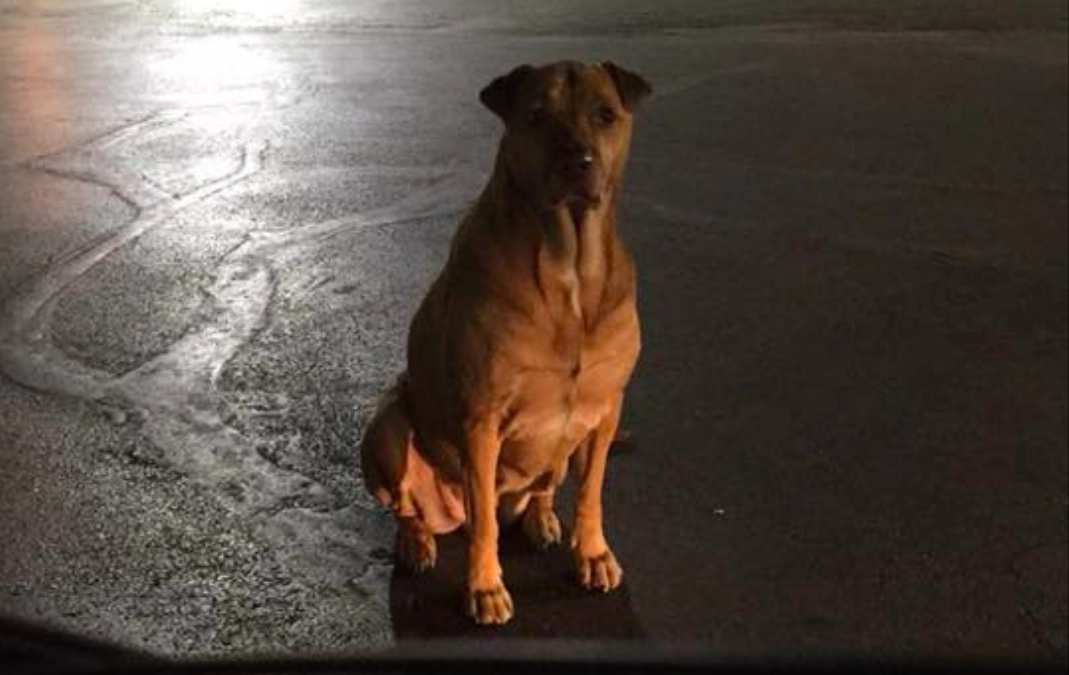 Hjemløs hund tigger mad ved McDonald’s, indtil kvinde blander sig: Nu skraldgriner folk af hendes Facebook-opslag