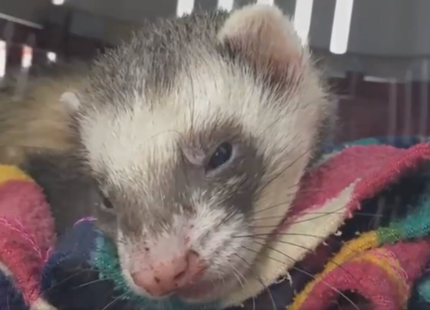 Bandit overlevede 90 minutter i vaskemaskine