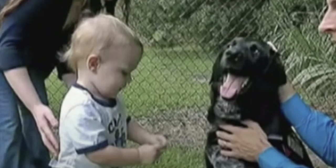 Forældre anede intet: Hund gør dem opmærksomme på, at babysitter misbruger deres barn