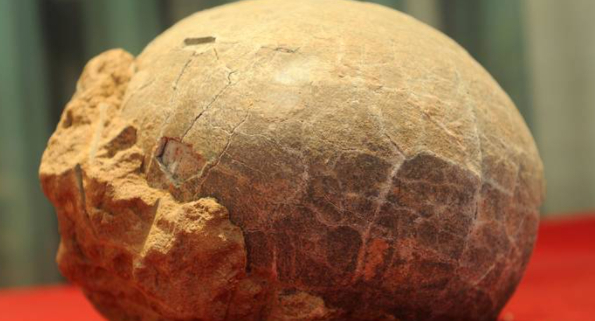 Utroligt fund: Forskere finder 70 millioner år gammelt dinosaur-foster