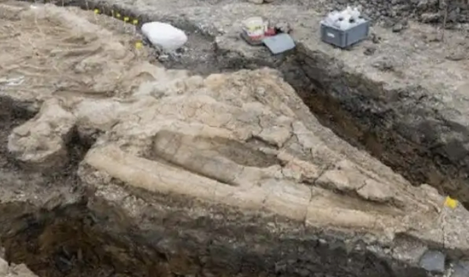Gigantisk sødrage-fossil fundet i Storbritannien