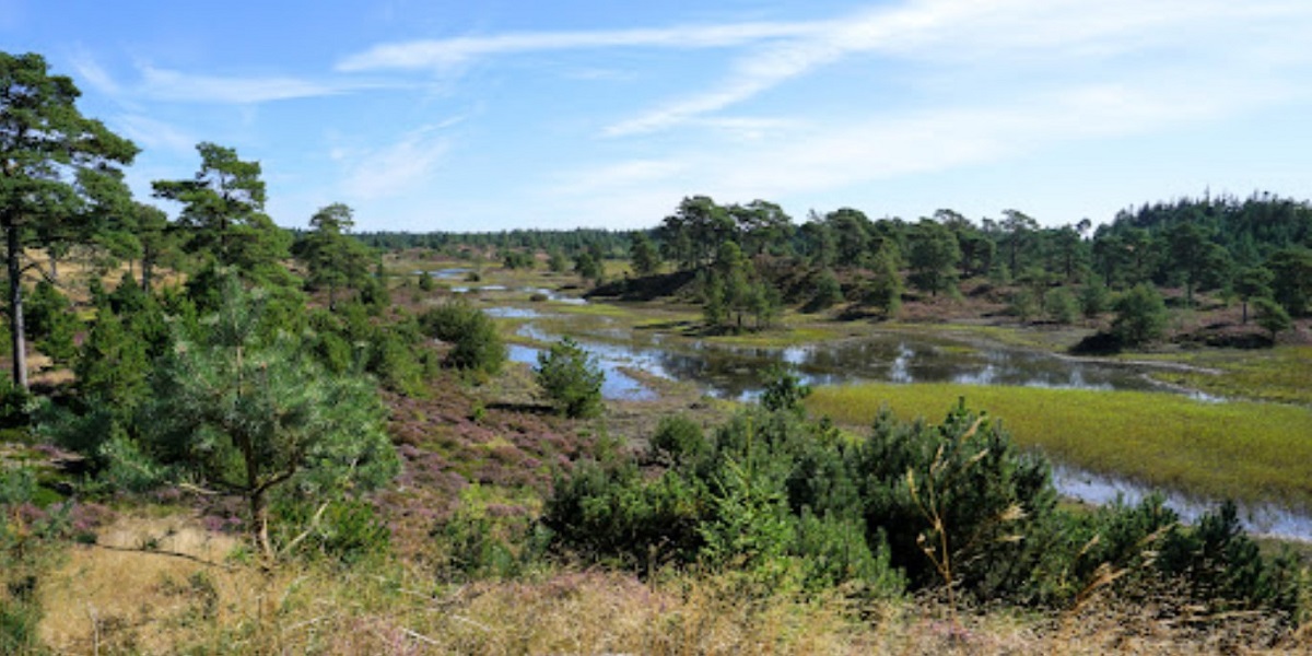 Hund troede at det var et batteri: Fandt gammel landmine