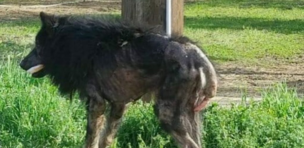 Folk kaldte den stakkels hund “varulv” fordi de simpelthen ikke vidste, hvilken slags dyr han var