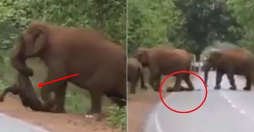 De blokerede vejen, da de indså, hvad denne elefant bar med sin snabel