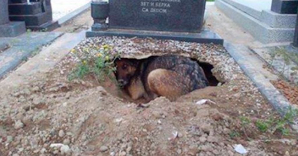 Hunden graver et stort hul under gravstenen – Årsagen er ikke den du tror