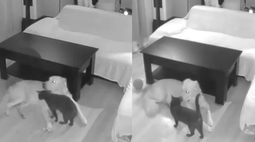 Efterlader hund og kat alene hjemme: Ejere lamslåede over, hvad overvågningskameraet viser
