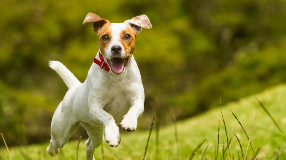 Advarer hundeejere: Det skal du være særligt opmærksom på lige nu