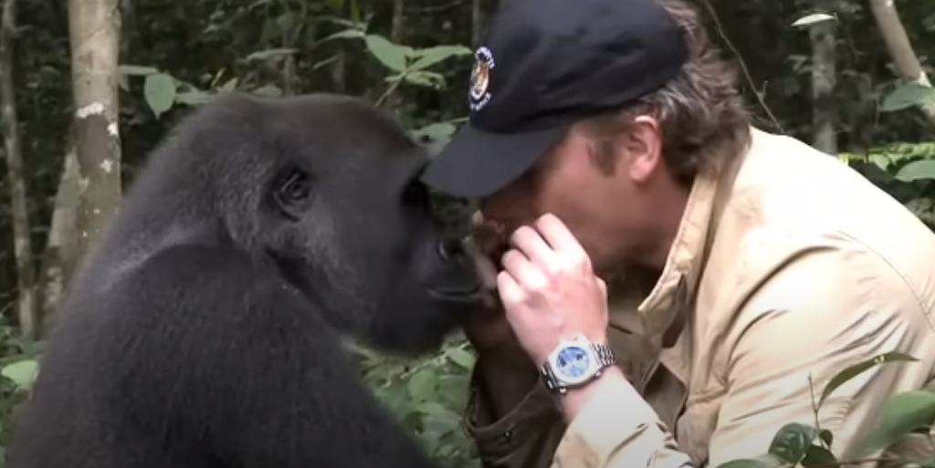 Alle advarede ham mod Gorillaen han havde opfostret: Se hvad der sker, da de mødes efter 5 år