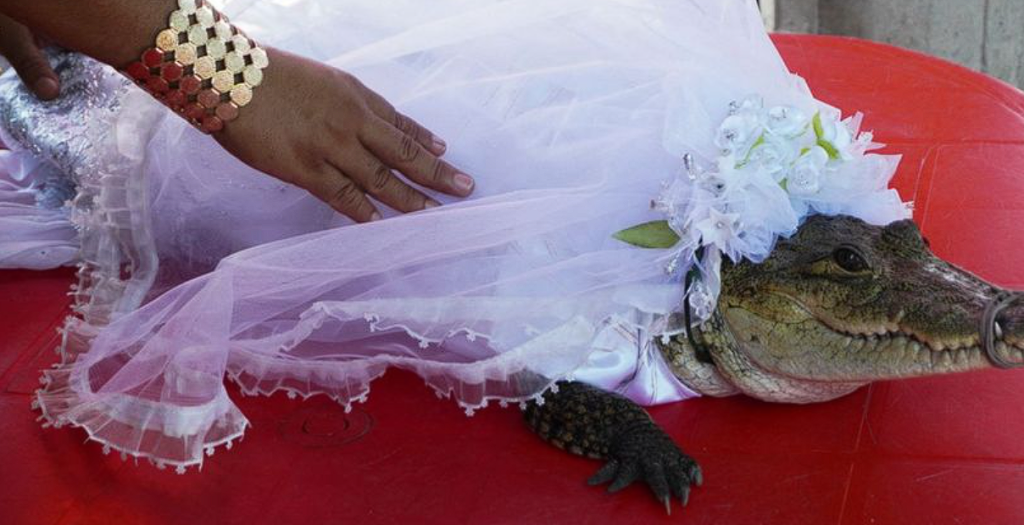Borgmester har giftet sig med et krokodillelignende dyr