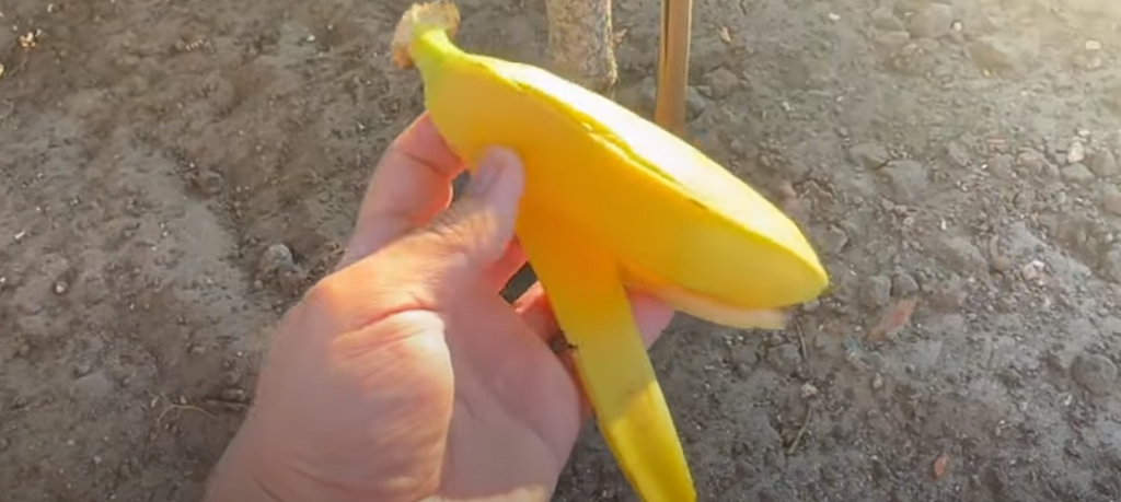 Han begraver en bananskræl i jorden: Se her hvorfor han gør det