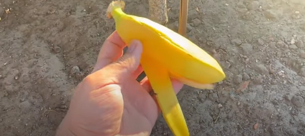 Han begraver en bananskræl i jorden: Se her hvorfor han gør det