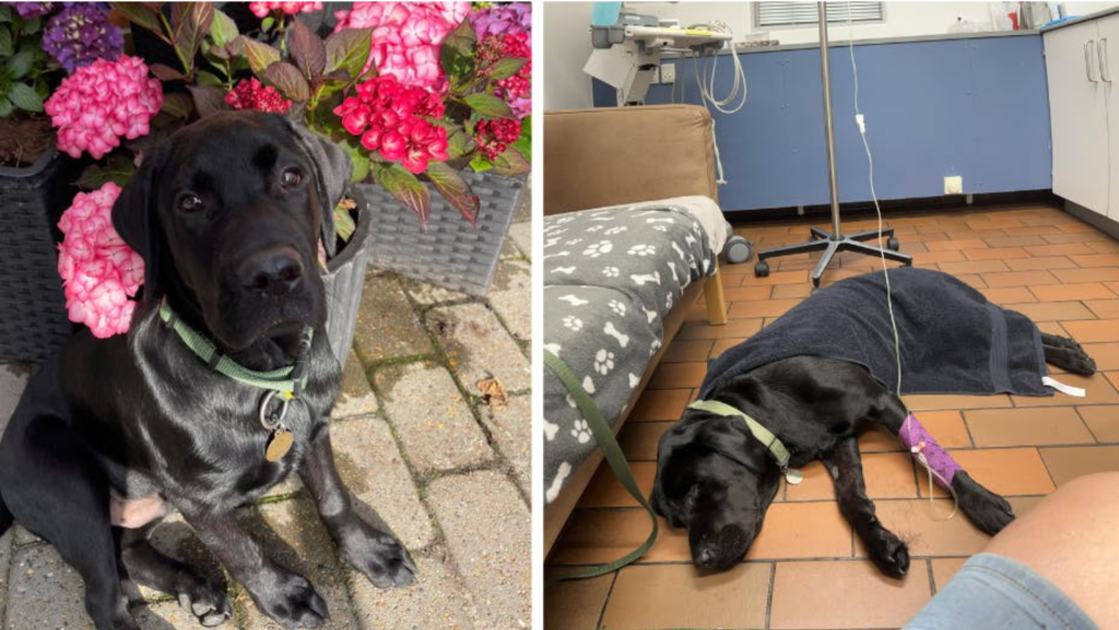 Hunden Basse spiste snus på gåtur: Kæmpede for livet