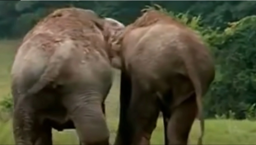 Cirkuselefanter genforenes efter 22 lange år: Se den rørende reaktion, når de mødes igen