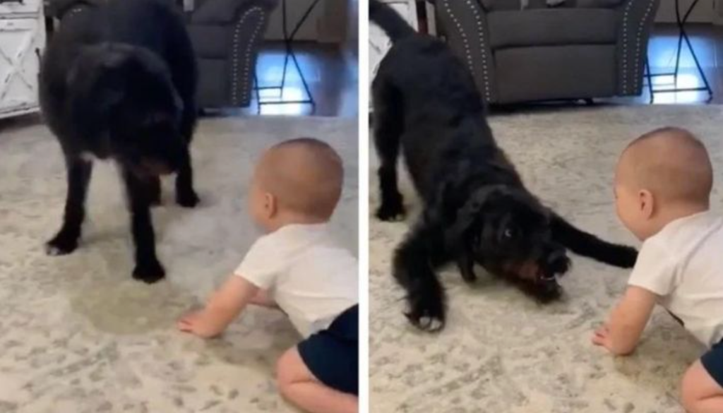 Hundens opførsel får baby til at grine hysterisk – nu griner hele internettet af den søde video