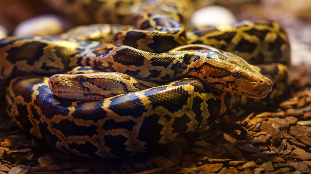 Kvælerslange undsluppet i dansk by: Nu er der nyt i eftersøgningen