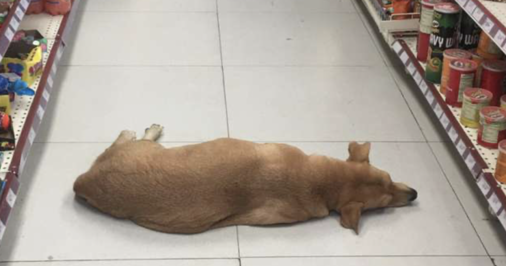 Hjemløs hund lå midt på butiksgulv: Når du hører grunden, bliver du varm om hjertet
