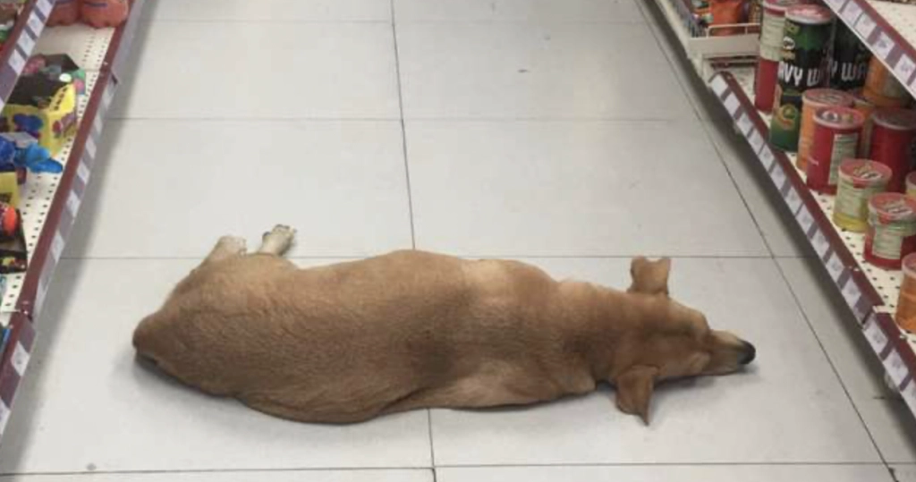 Hjemløs hund lå midt på butiksgulv: Når du hører grunden, bliver du varm om hjertet