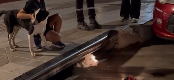 Der udbrød pludselig en dramatisk gøen i gaden: Når du ser hvorfor bliver du varm om hjertet