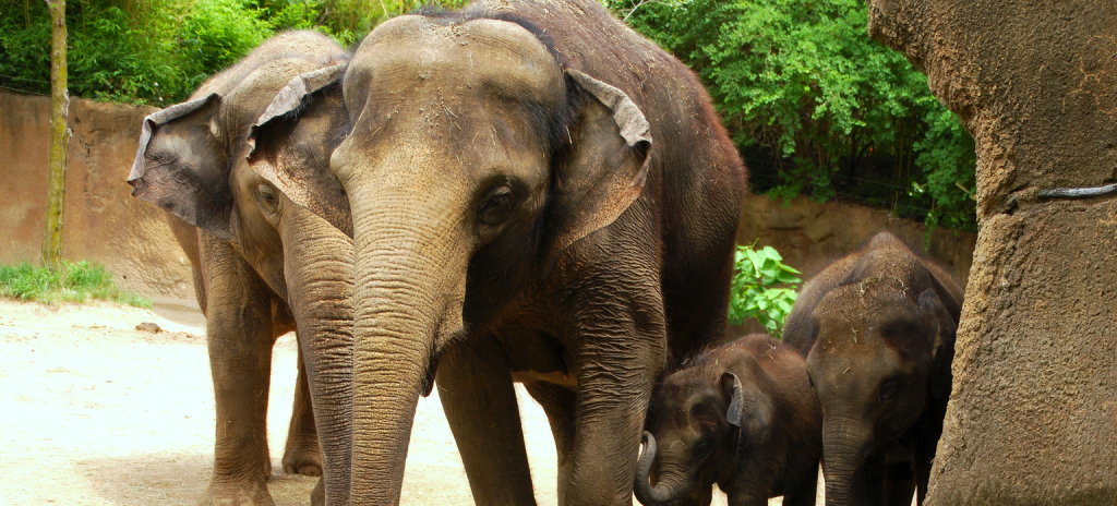 Løssluppen hund trængte ind i zoologisk have: Kort efter faldt elefant død om