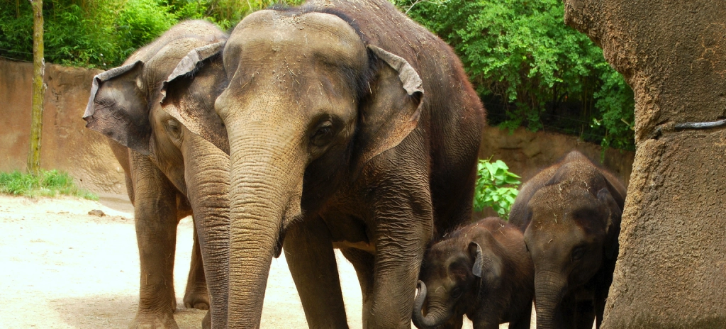 Løssluppen hund trængte ind i zoologisk have: Kort efter faldt elefant død om