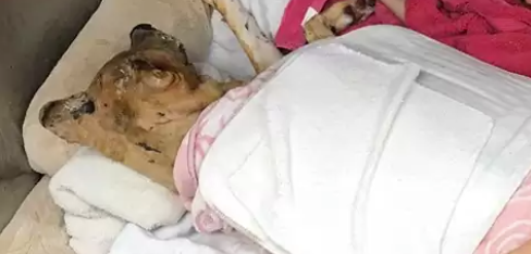 De stærke smerter gjorde at den forbrændte hund ikke kunne sove – Hvad der sker efterfølgende vil få dit hjerte til at smelte