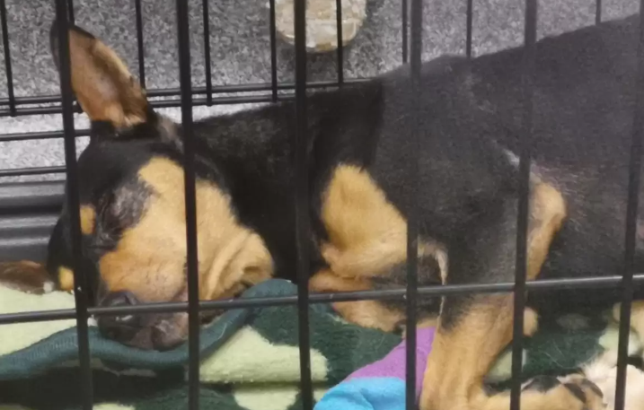 Katten brød ind i bange hunds bur: Det syn der mødte dyrlægerne fik dem til at holde vejret