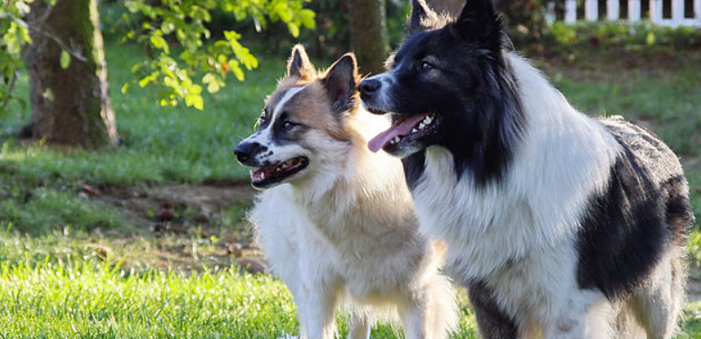 Hundetræner med opfordring til hundeejere: Hvorfor lytter I ikke?