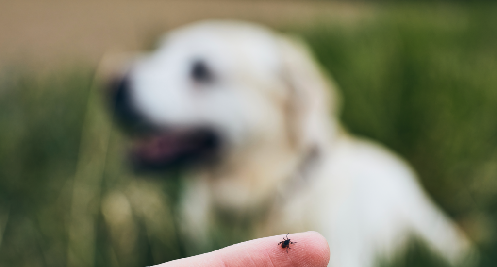 Mange leder efter måder at beskytte sine hunde mod flåter – men 3 simple metoder klarer tricket