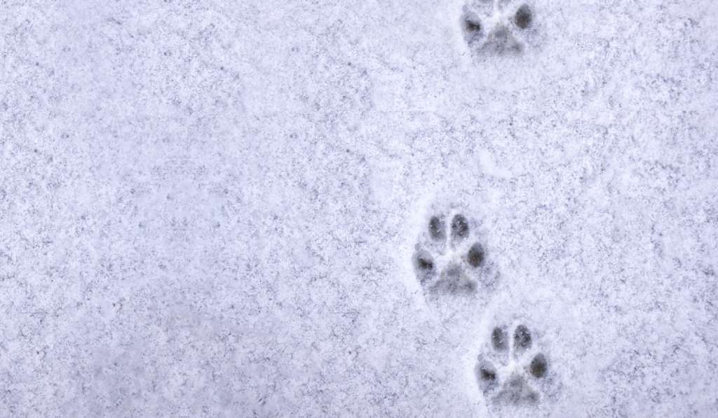 Eksperter anbefaler: Sådan passer du på din hund i frostvejret