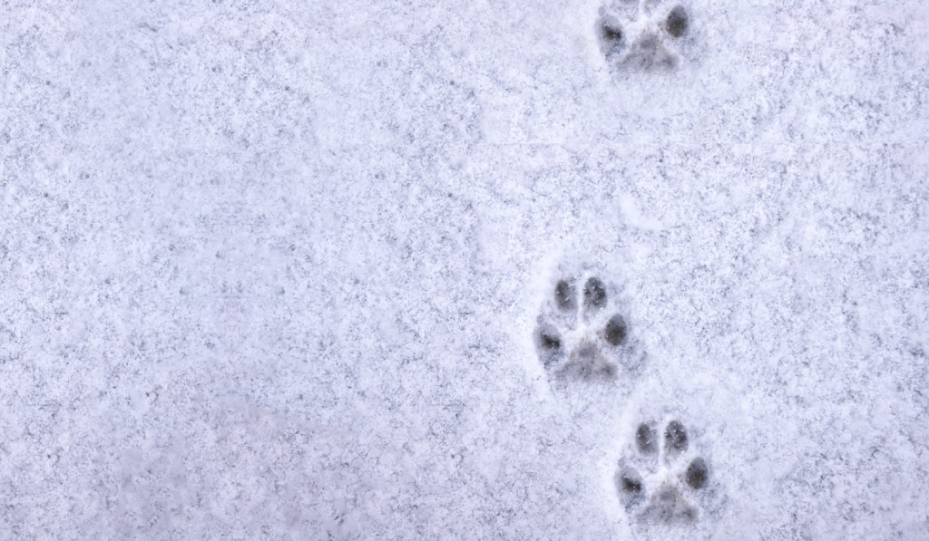 Eksperter anbefaler: Sådan passer du på din hund i frostvejret
