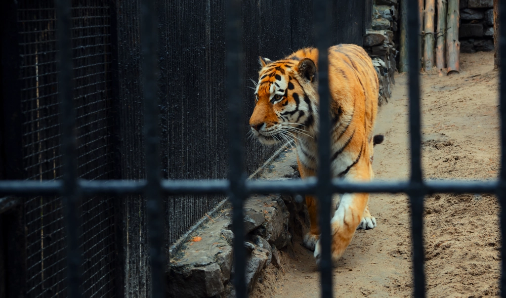 Tiger blev spottet med ukendt objekt i munden: Fundet efterlod zoologisk have i chok