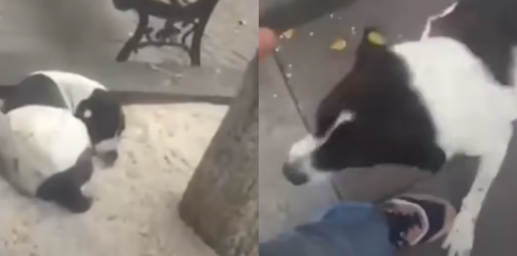 Hund forsvandt fra sin ejer for tre år siden – se det rørende øjeblik hvor hunden endelig hører hans stemme igen