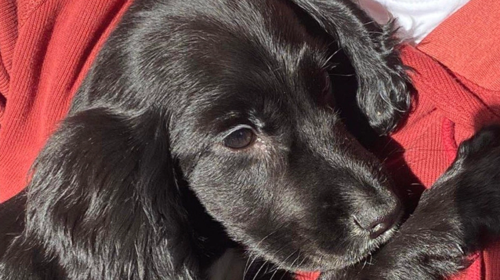 Den seksbenede hund ariel blev efterladt på parkeringspladsen: Nu er der endelig nyt om hundens helbred
