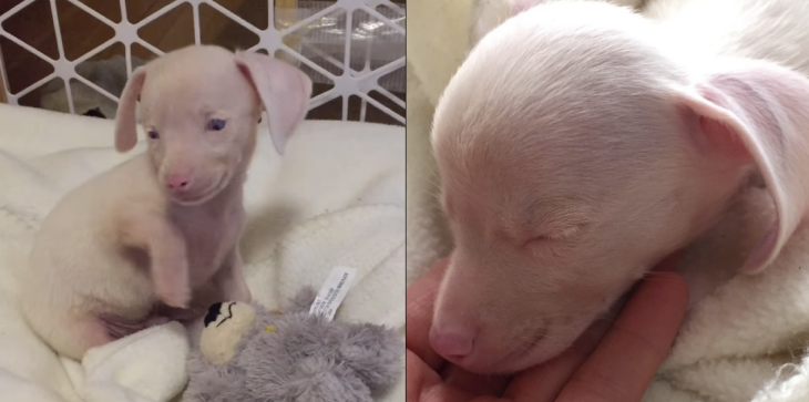 Den blev født blind, døv og lyserød: I dag er hunden ‘Grisling’ en helt