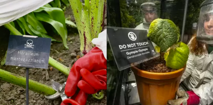 Her er verdens farligste plante: Hvis du rører den rammes du af en ulidelig smerte