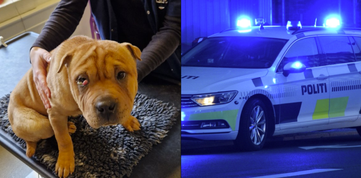 Politiet har fundet denne søde hund: Hjælp politiet med at få hende hjem til sine ejere