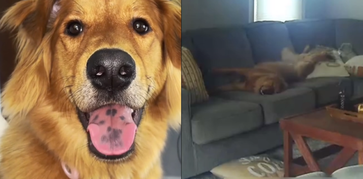 Hunden troede den var alene hjemme: Nu har den sjove overvågningsvideo taget hele internettet med storm