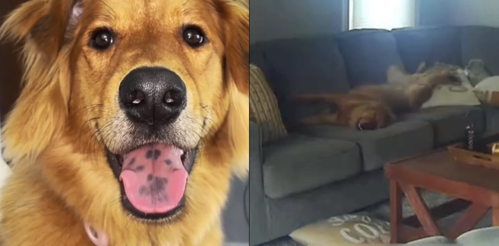 Hunden troede den var alene hjemme: Nu har den sjove overvågningsvideo taget hele internettet med storm